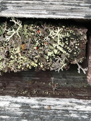 Cladonia cristatella