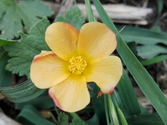 Modiolastrum malvifolium