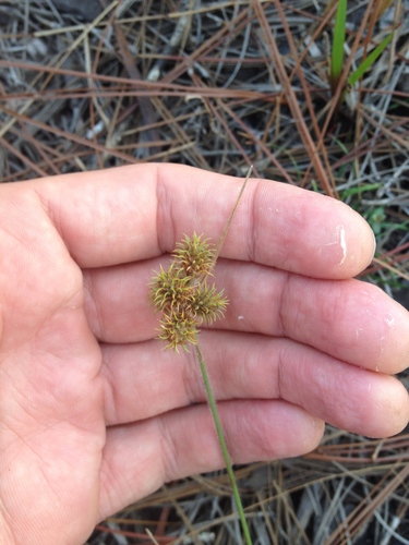 Fuirena squarrosa image