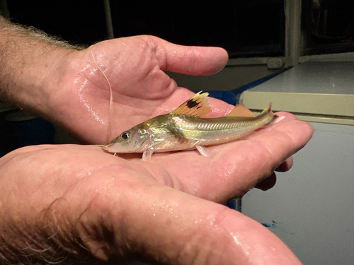 Pictus cat (Pimelodus ornatus) — Pimelodidae — 4