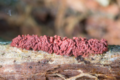 Arcyria stipata