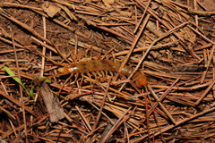 Eupolybothrus litoralis