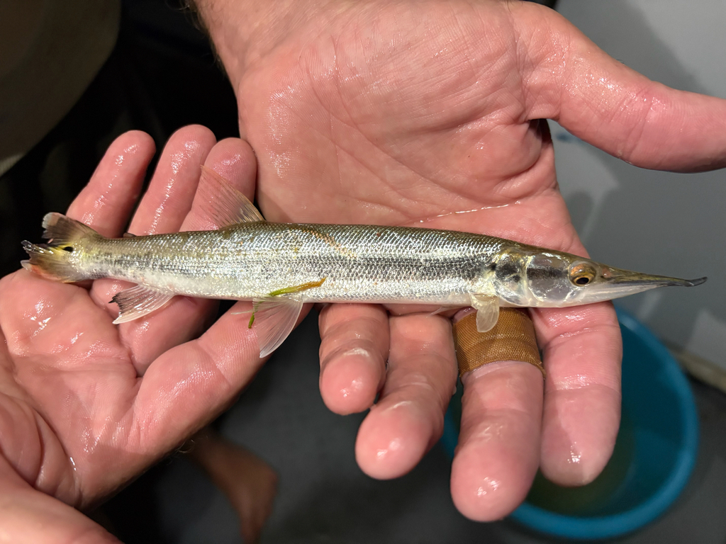bicuda from Iquitos, LO, PE on August 14, 2025 at 08:42 PM by ...