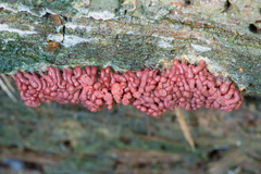 Arcyria stipata
