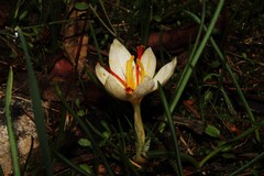 Crocus cartwrightianus