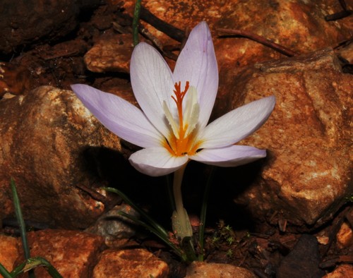 Crocus laevigatus Bory & Chaub.