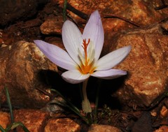 Crocus laevigatus
