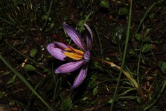 Crocus cartwrightianus