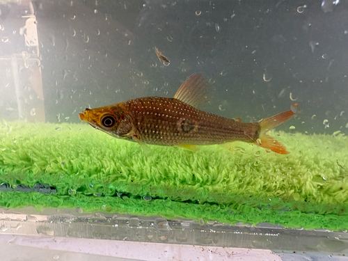 Threespot headstander (Pseudanos trimaculatus) — Anostomidae — 3