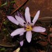 Colchicum cupanii - Photo (c) Σάββας Ζαφειρίου (Savvas Zafeiriou),  זכויות יוצרים חלקיות (CC BY-NC), הועלה על ידי Σάββας Ζαφειρίου (Savvas Zafeiriou)