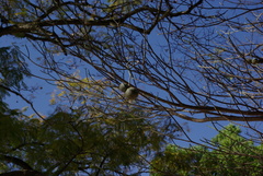 Tabernaemontana elegans