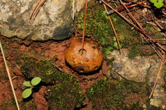 Rhizopogonaceae