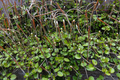 Epilobium nummulariifolium