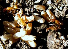 Camponotus baldaccii