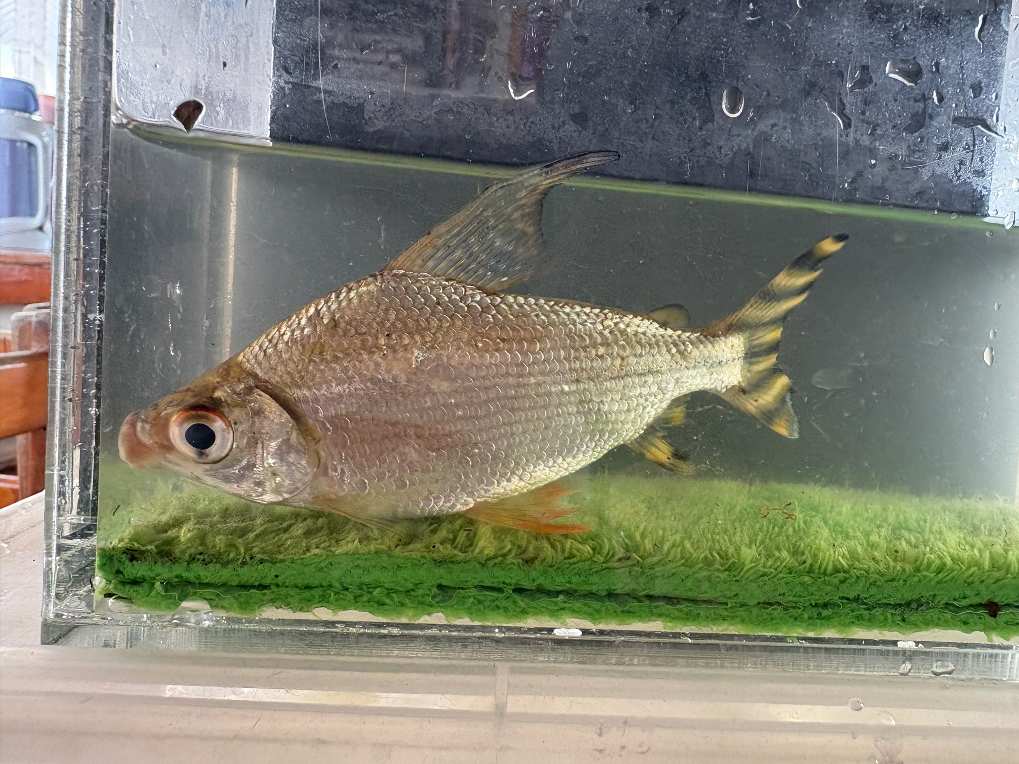Kissing Prochilodus photo 6