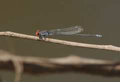 Pseudagrion sublacteum