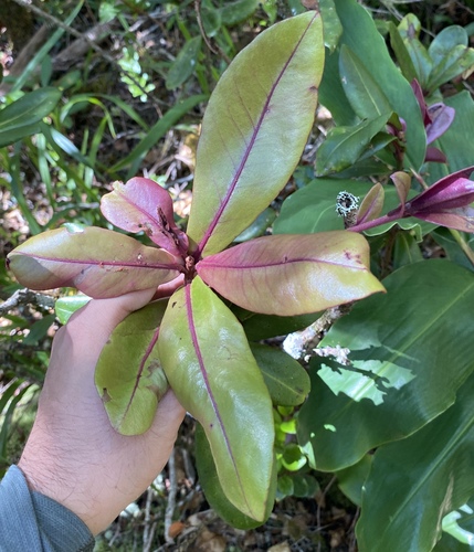 Myrsine wawraea observed 2025-09-03