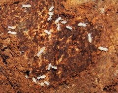 Reticulitermes balkanensis