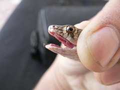Platyceps rhodorachis