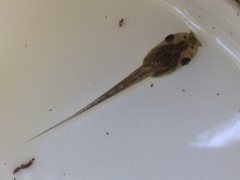 Hylomantis granulosa