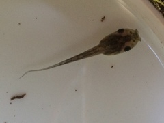 Hylomantis granulosa