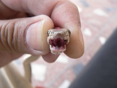 Platyceps rhodorachis