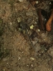 Hylomantis granulosa