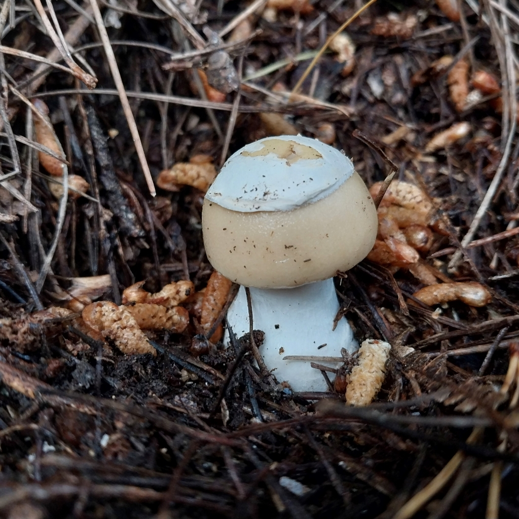Amanita junquillea · September 2025 · photo: © kiwialli (iNaturalist, cc-by)