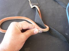 Platyceps rhodorachis