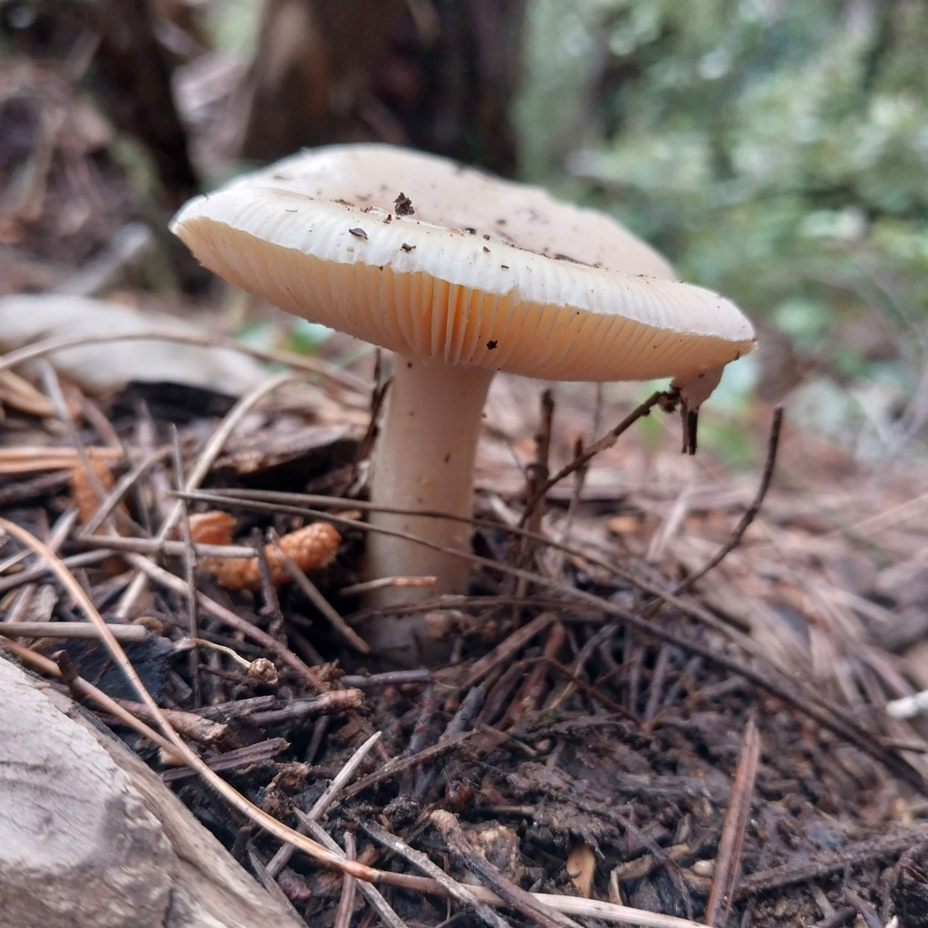 Amanita junquillea · September 2025 · photo: © kiwialli (iNaturalist, cc-by)