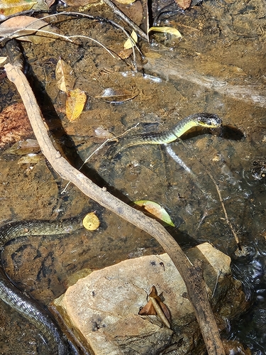 Common Tree Snake sighting