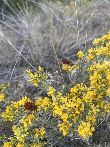 Unknown species found near Saffron Ln, Helena, MT, US