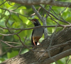 Turdus plumbeus