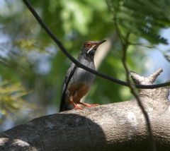 Turdus plumbeus