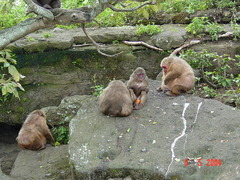 Macaca arctoides