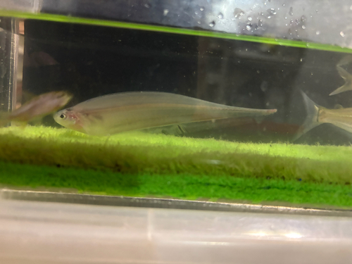 Eigenmannia macrops — Sternopygidae