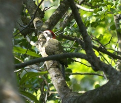 Xiphidiopicus percussus