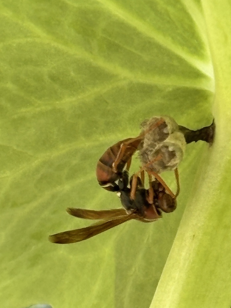 Australian Paper Wasp from Burraneer Rd, Coomba Park, NSW, AU on ...