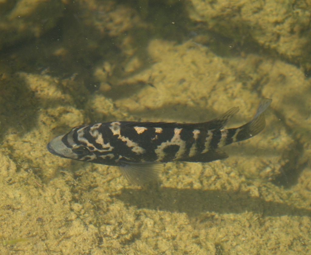 Cuban Cichlid