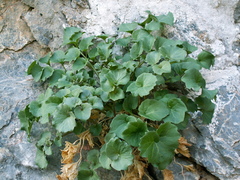 Petromarula pinnata