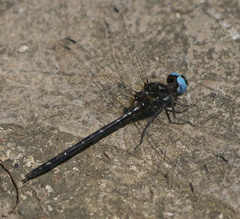 Macrothemis celeno