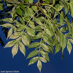 Fraxinus excelsior