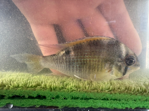 Cupid Cichlid (Biotodoma cupido) — Cichlidae
