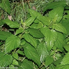 Urtica dioica