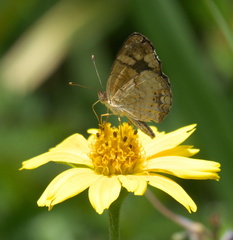 Anthanassa frisia