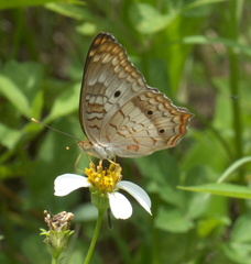 Anartia jatrophae