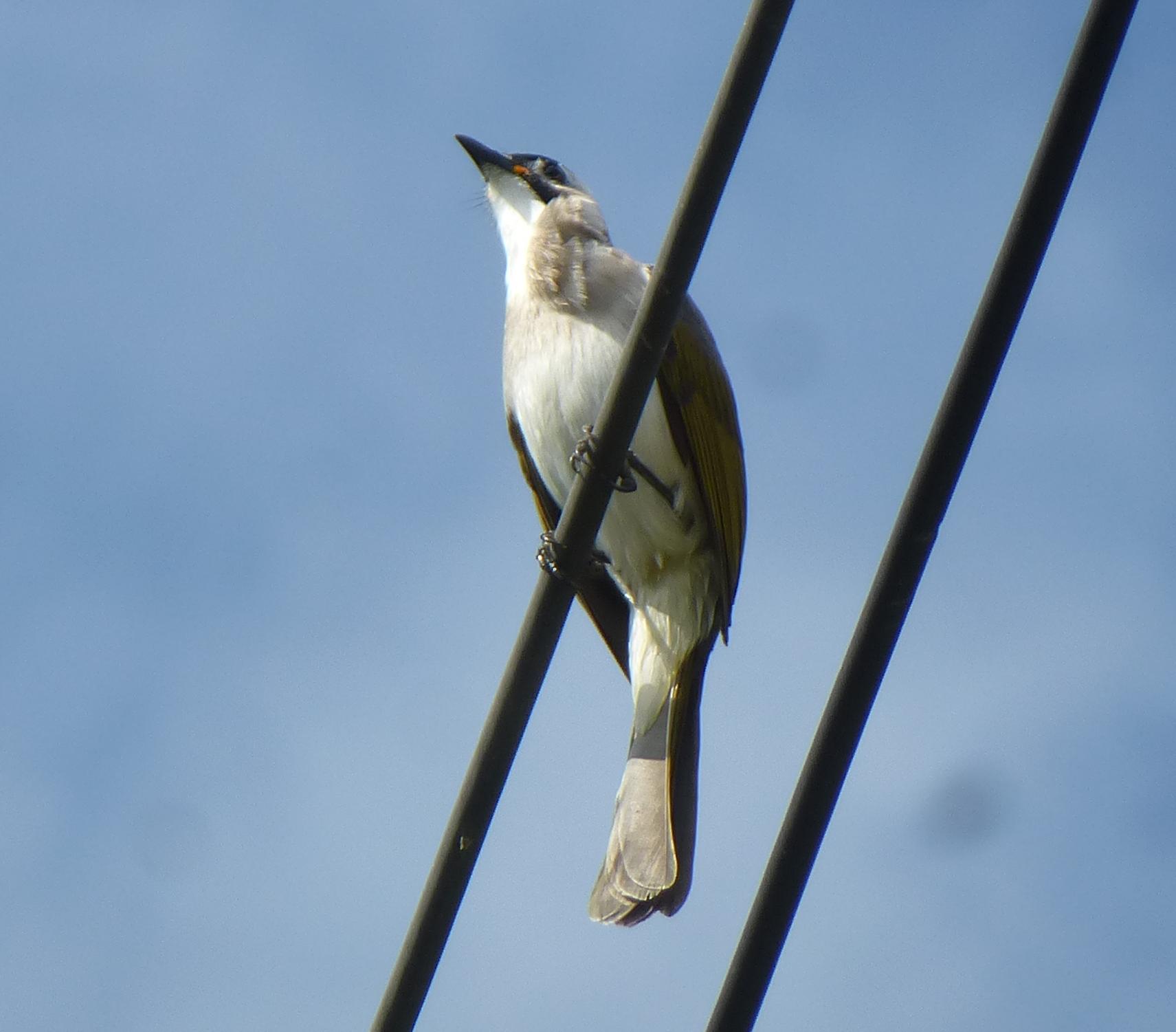 Styan's Bulbul
