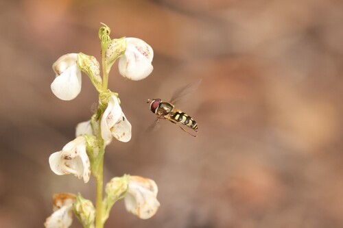 Unknown species found near Ravalli County, MT, USA