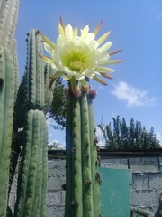 Trichocereeae