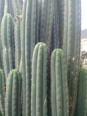 Trichocereeae